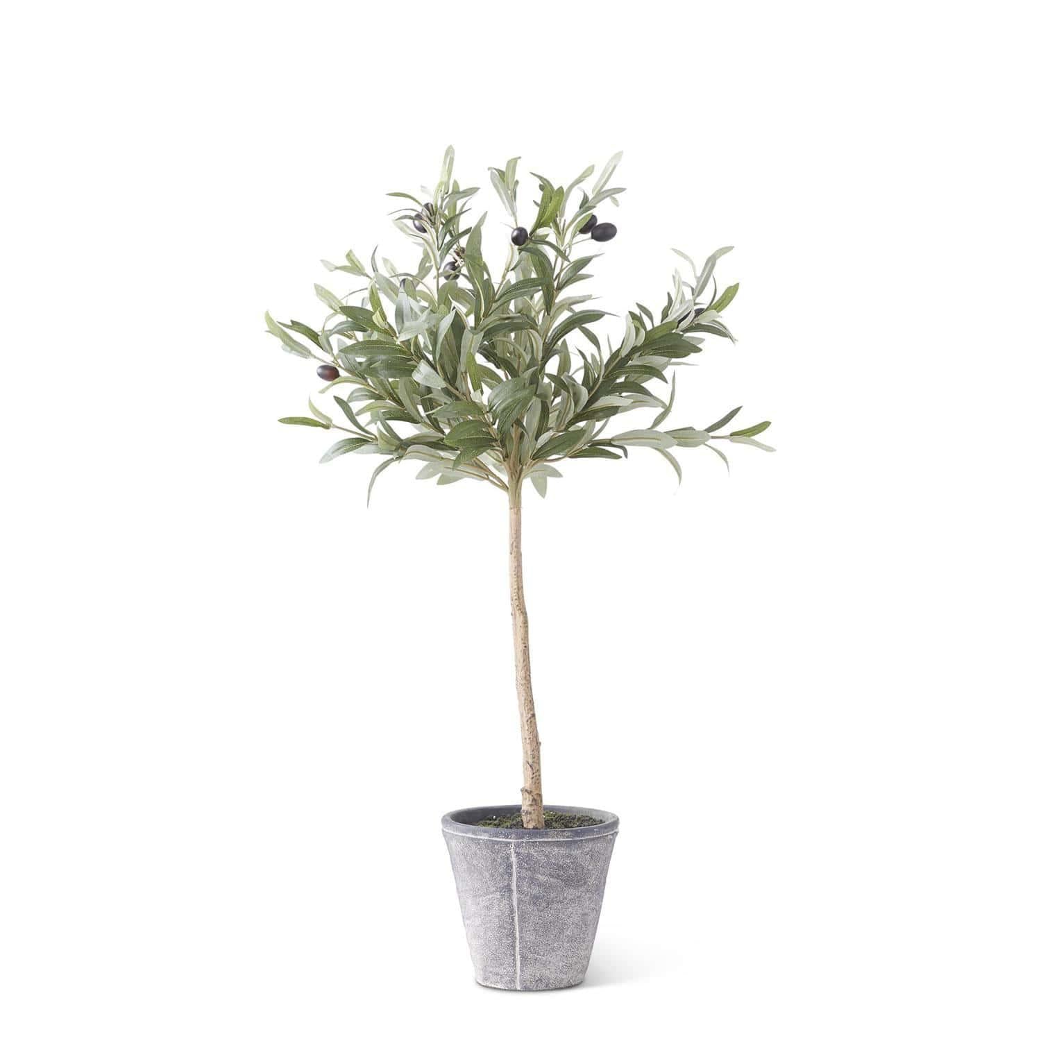 Olive Tree in Gray Container